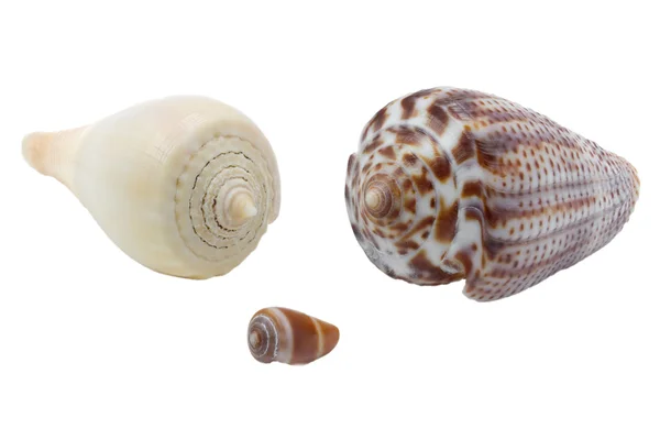 在白色背景上的 seasnails — 图库照片