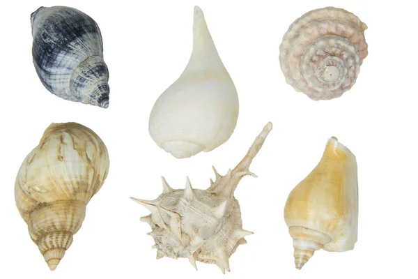 在白色背景上的 seasnails — 图库照片