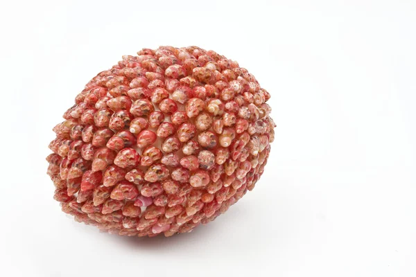 Ovo de Páscoa feito de pequenos caracóis do mar — Fotografia de Stock