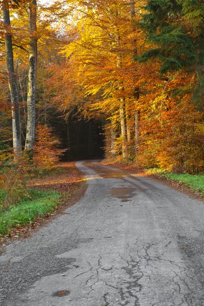 Drogi lasu w Bawarii, w Niemczech, w jesieni — Zdjęcie stockowe