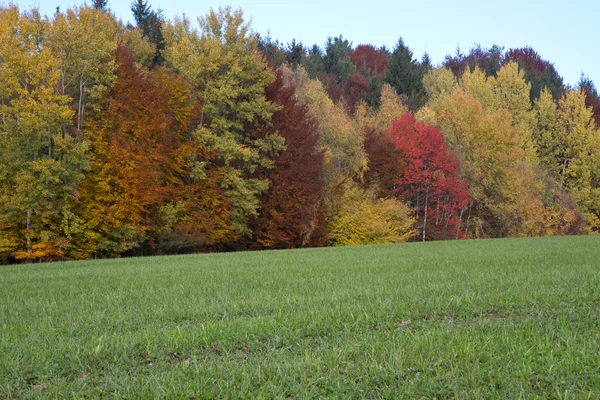 Krásné podzimní Les v Bavorsku, Německo — Stock fotografie