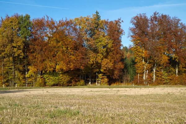 Красивые осенние деревья Баварии, Германия — стоковое фото