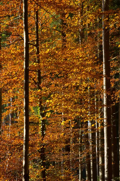 Beautiful autumnal forest in Bavaria, Germany — Zdjęcie stockowe