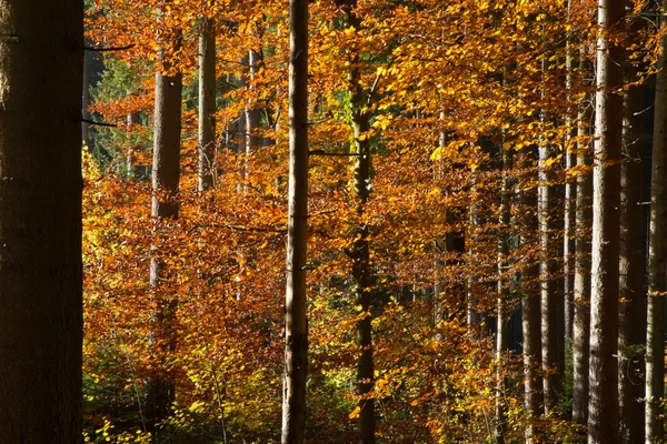 Красивый осенний лес в Баварии, Германия — стоковое фото