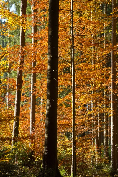 Beautiful autumnal forest in Bavaria, Germany — Zdjęcie stockowe