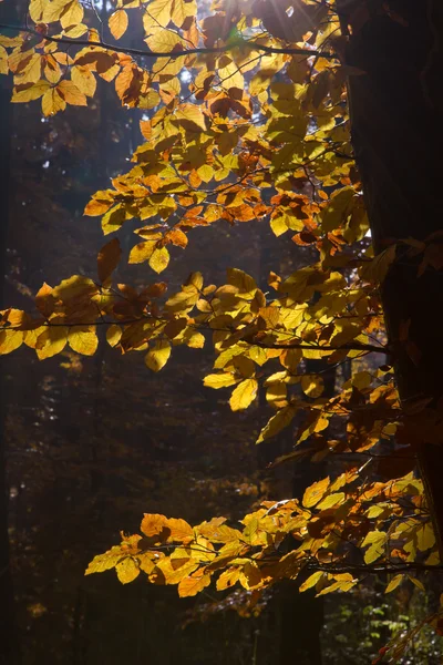 stock image Beautiful autumnal forest in Bavaria, Germany