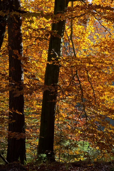Bela floresta outonal na Baviera, Alemanha — Fotografia de Stock