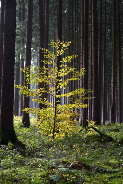 बावरिया, जर्मनी मध्ये सुंदर शरद ऋतूतील वन — स्टॉक फोटो, इमेज