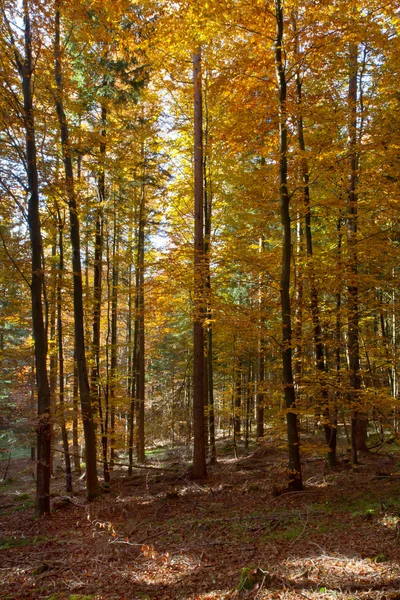 Krásné podzimní Les v Bavorsku, Německo — Stock fotografie