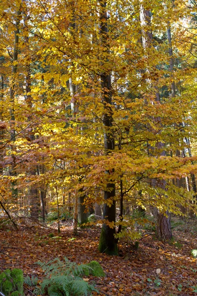 바바리아, 독일에 있는 아름 다운가 숲 — 스톡 사진