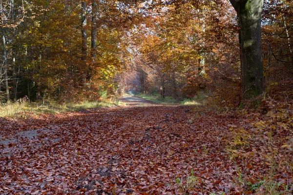 Hermoso bosque otoñal en Baviera, Alemania — Foto de Stock