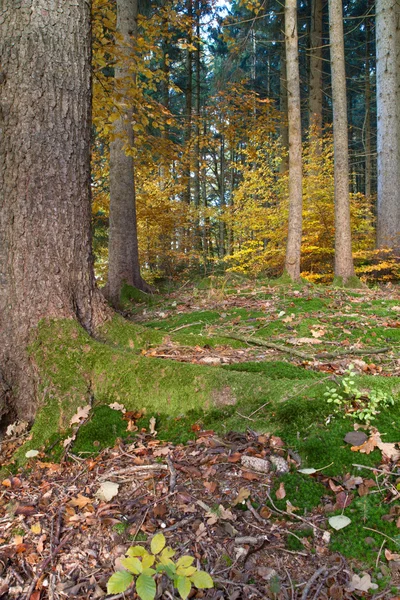 Hermoso bosque otoñal en Baviera, Alemania —  Fotos de Stock