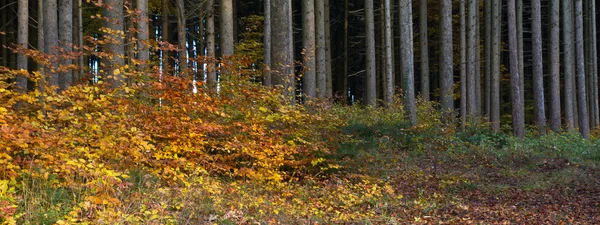 Bella foresta autunnale in Baviera, Germania — Foto Stock