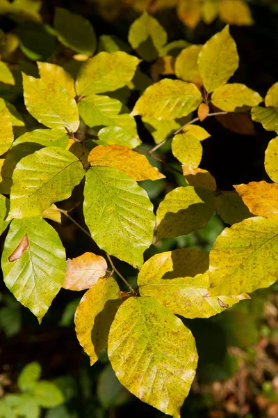 stock image Indian Summer