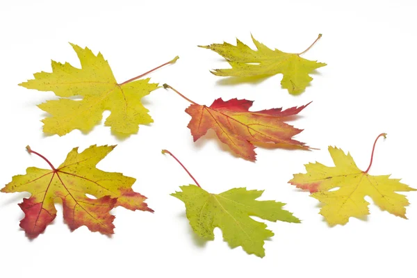 stock image Autumn maple leaves