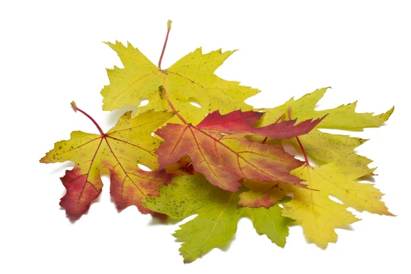 stock image Autumn maple leaves