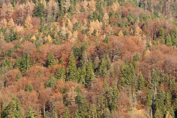 Mieszany las jesienią jako tło — Zdjęcie stockowe