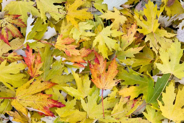 Otoño de arce hojas de formato de relleno como fondo —  Fotos de Stock