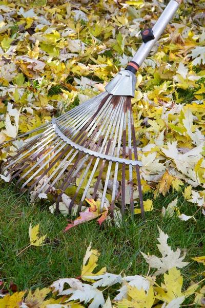 秋の葉を掻き集める — ストック写真