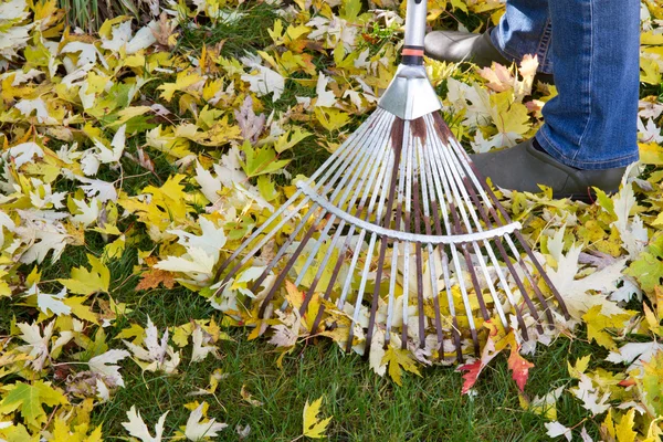 Rastrillo follaje otoño — Foto de Stock