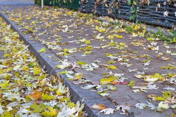 Bir kaldırım üzerinde sonbahar yaprakları — Stok fotoğraf
