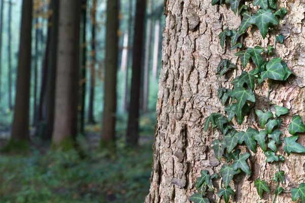 stock image Ivy growing on the bark of a spruce tree