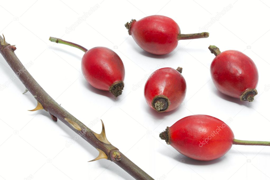 Rose hips and thorns of Rosa Canina