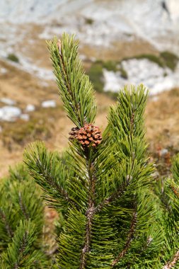 pinus mugo dağlarda, Bavyera mavi gökyüzü Şubesi