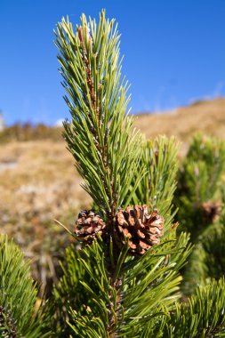 pinus mugo dağlarda, Bavyera mavi gökyüzü Şubesi