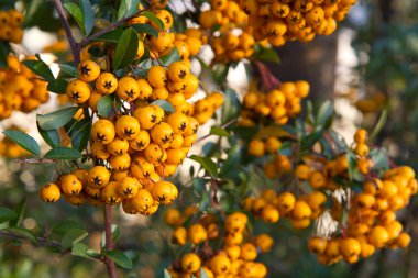 Ateş dikeni coccinea (firethorn meyveler)