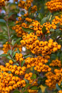 Ateş dikeni coccinea (firethorn meyveler)