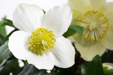 siyah Karaca ot, helleborus niger veya Noel gülü