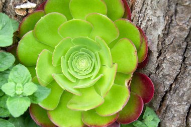 aeonium arboreum bir Bahçe