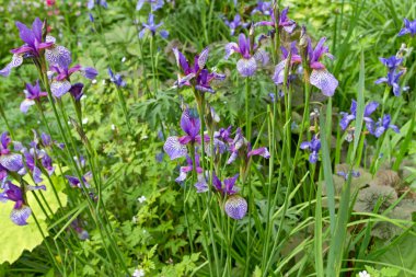 Mor iris Çiçek Bahçe