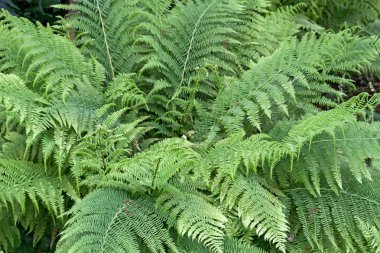 Fern (Dryopteris filix-mas)