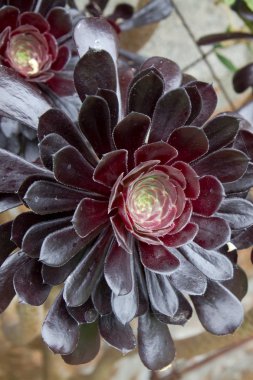 Aeonium arboreum in a garden clipart