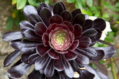 aeonium arboreum bir Bahçe