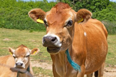 Close up head shot of a Jersey Cow clipart