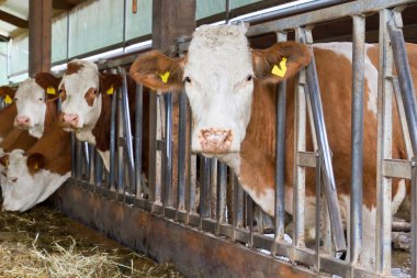 Cows in a cow shed clipart