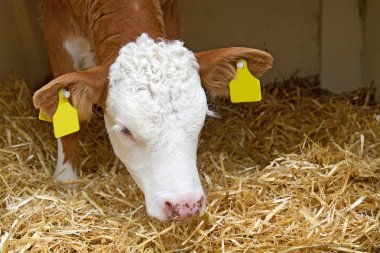 Baby cow calf in straw clipart