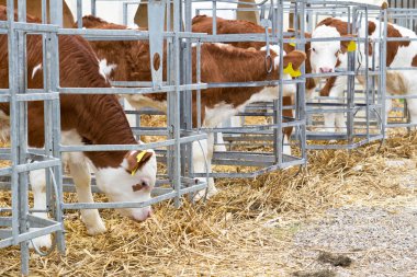 Baby cow calves in a cage clipart