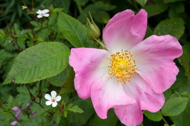 Kuşburnu çiçeği (Rosa canina)