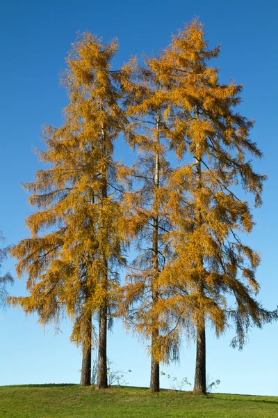 Two tall larch trees in autumn — Stock Photo, Image