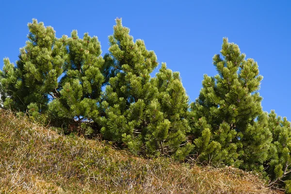 Ramo de Pinus mugo contra o céu azul nas montanhas, Baviera — Fotografia de Stock