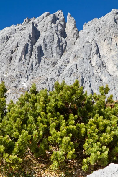 Rama de Pinus mugo contra el cielo azul en las montañas, Baviera — Foto de Stock