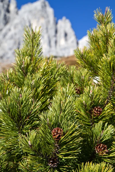 Ramo de Pinus mugo contra o céu azul nas montanhas, Baviera — Fotografia de Stock