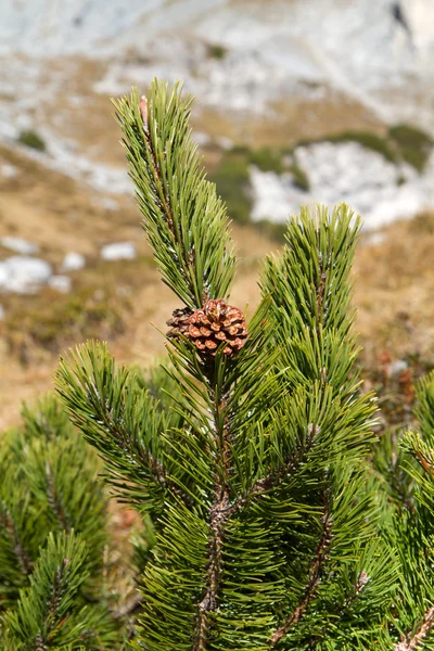 Відділення Pinus mugo проти синього неба в горах, Баварія — стокове фото