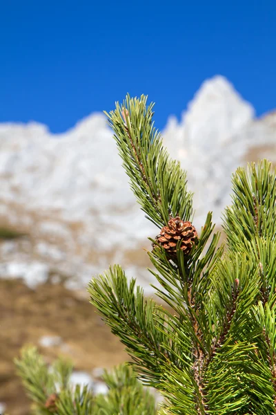 Tak van pinus mugo tegen blauwe hemel in de bergen, Beieren — Stockfoto