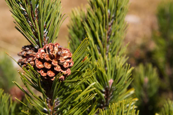 Pinus mugo ellen kék ég, a hegyek, Bavaria ága — Stock Fotó