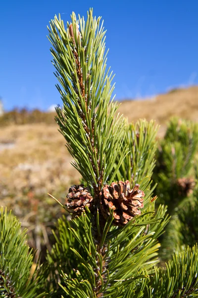 Branche de Pinus mugo contre le ciel bleu dans les montagnes, Bavière — Photo